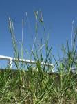 : - Setaria parviflora