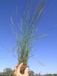 :-Sporobolus mitchellii
