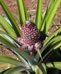 Ananas - Ananas comosus