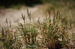 : - Zoysia macrantha
