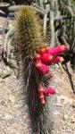 : - Cleistocactus candelilla