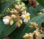 : - Conostegia xalapensis