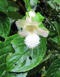 : - Drymonia turrialvae