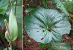 : - Anthurium obtusifolium