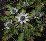 : - Eryngium carlinae