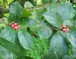 : - Ficus costaricana