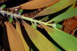 : - Agathis lanceolata