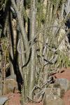 : - Alluaudia ascendens