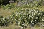 : - Angophora hispida