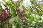 Sternfrucht - Averrhoa carambola