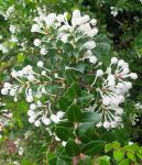 : - Gaultheria insana