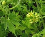 : - Gronovia scandens
