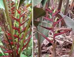 :-Heliconia scarlatina