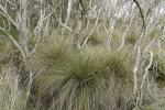 :-Stipa stipoides