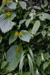 : - Chirita elphinstonia