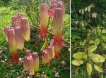 Goethe-Pflanze - Bryophyllum pinnatum