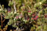 : - Darwinia fascicularis