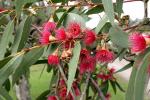 : - Eucalyptus leucoxylon
