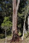 : - Eucalyptus robusta