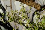 : - Euphorbia misera