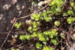 Armur-Fetthenne - Sedum selskianum