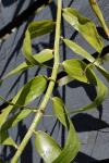 : - Flagellaria indica