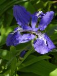 Dach-Schwertlilie - Iris tectorum