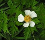 : - Bidens bigelovii