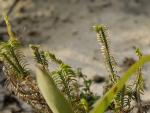 : - Lomandra obliqua