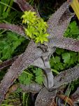 :-Orthophytum gurkenii