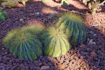 : - Parodia magnifica