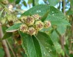 : - Lippia microcephala