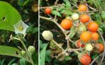: - Lycianthes multiflora