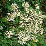 : - Myrrhidendron maxonii
