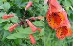 : - Bomarea acutifolia