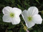 : - Oenothera acaulis
