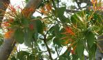 : - Psittacanthus rhynchanthus