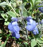 : - Salvia chamaedryoides