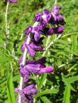 Strauchiger Salbei - Salvia leucantha