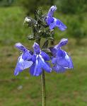 :-Salvia thymoides