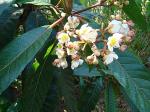 : - Saurauia kegeliana