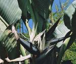 Baum-Strelitzie - Strelitzia nicolai