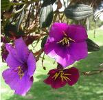 : - Tibouchina lepidota