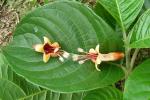 : - Trichanthera gigantea
