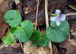 : - Viola guatemalensis