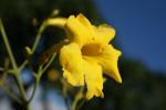 : - Adenocalymma pedunculatum