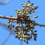 Amerikanischer Balsam - Bursera simaruba
