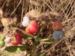 : - Anacardium nanum