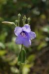 : - Irlbachia speciosa