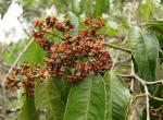 : - Cheiloclinium cognatum